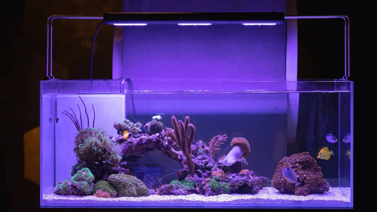 Can LED Lights Grow Aquarium Plants