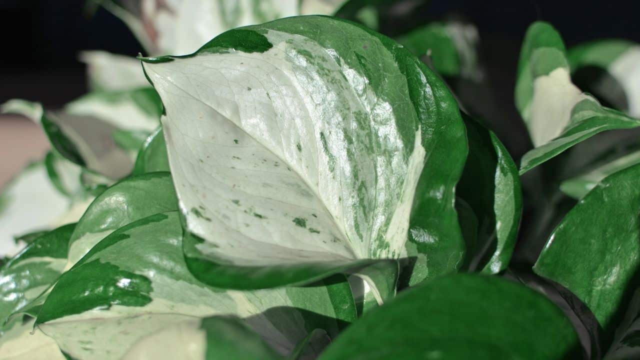 Creamy White Leaf Colors of the Manjula Pothos