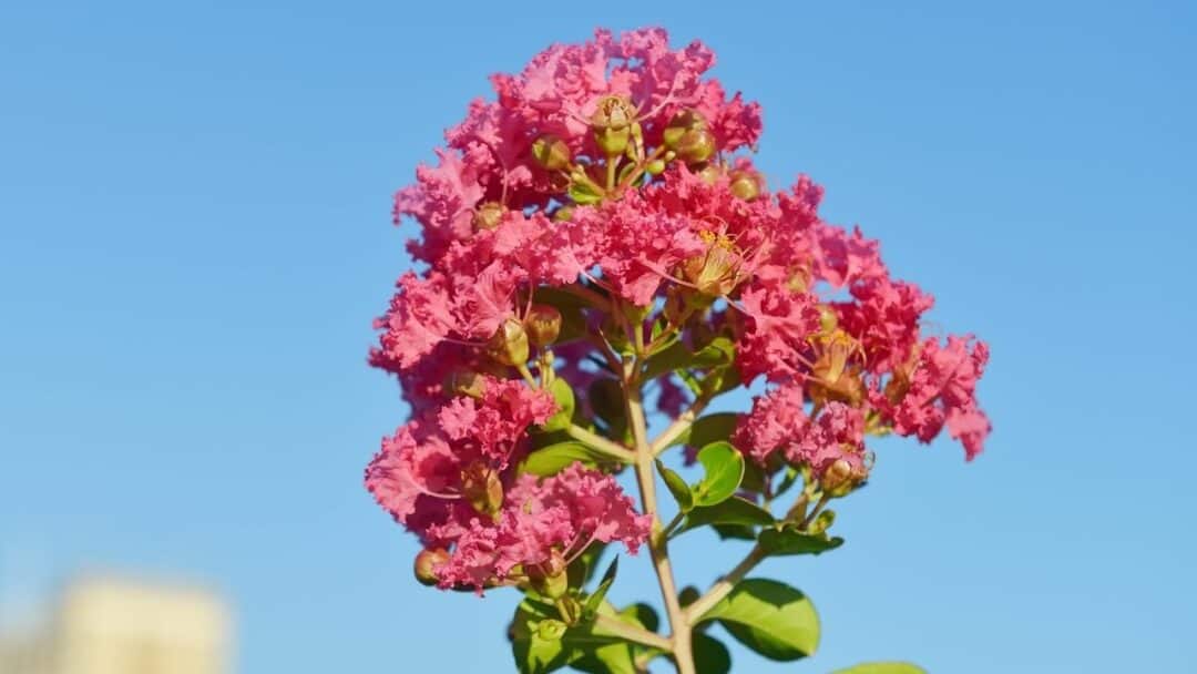 Crepe Myrtle Care Guide - How To Grow This Tree Like A Pro