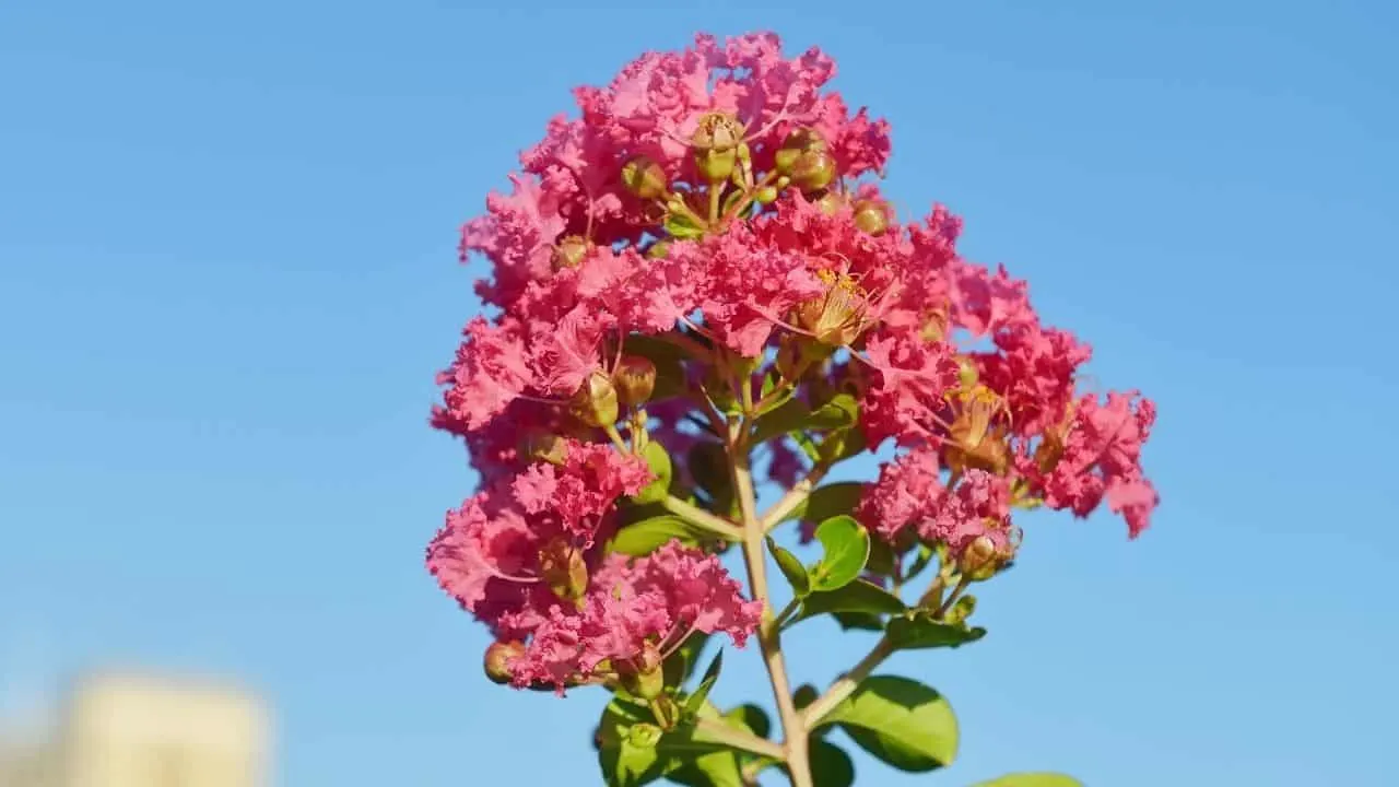 Crepe Myrtle Thriving in Sunny Areas