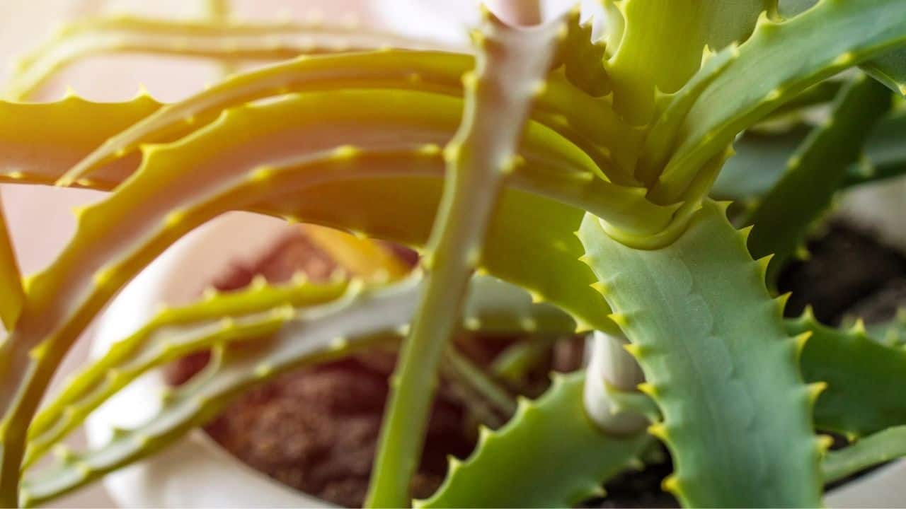 Ensuring Aloe Vera Receives Enough Sunlight