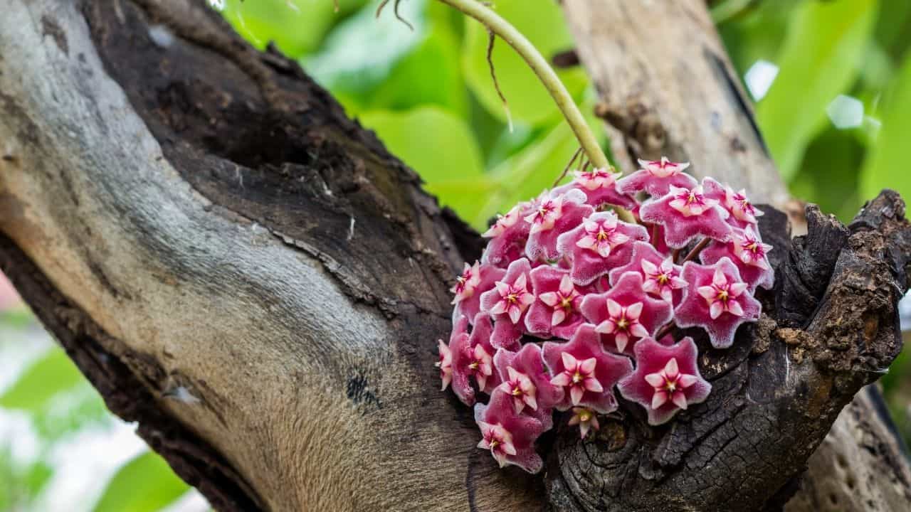 Get a Hoya Plant to Bloom