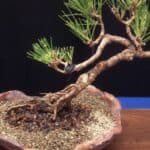 How Long Does it Take for a Bonsai Tree to Grow - Aha! 4