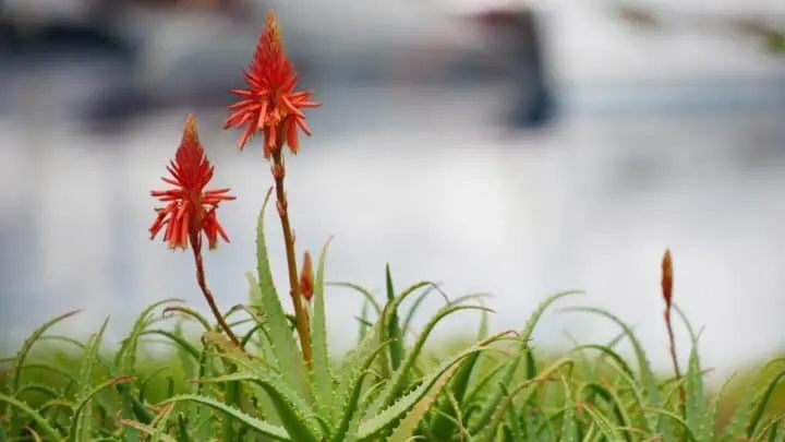 How to Make Aloe Vera Bloom &ndash; I Know How!