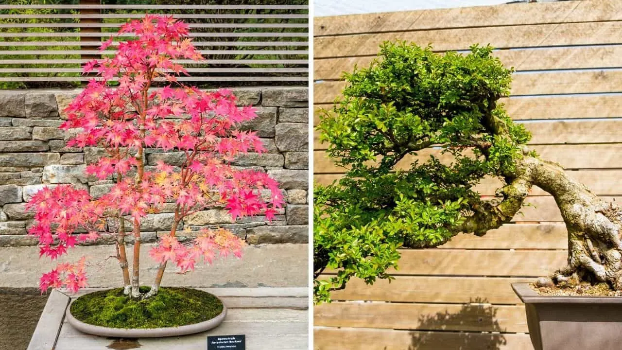 Japanese Maple and Chinese Elm