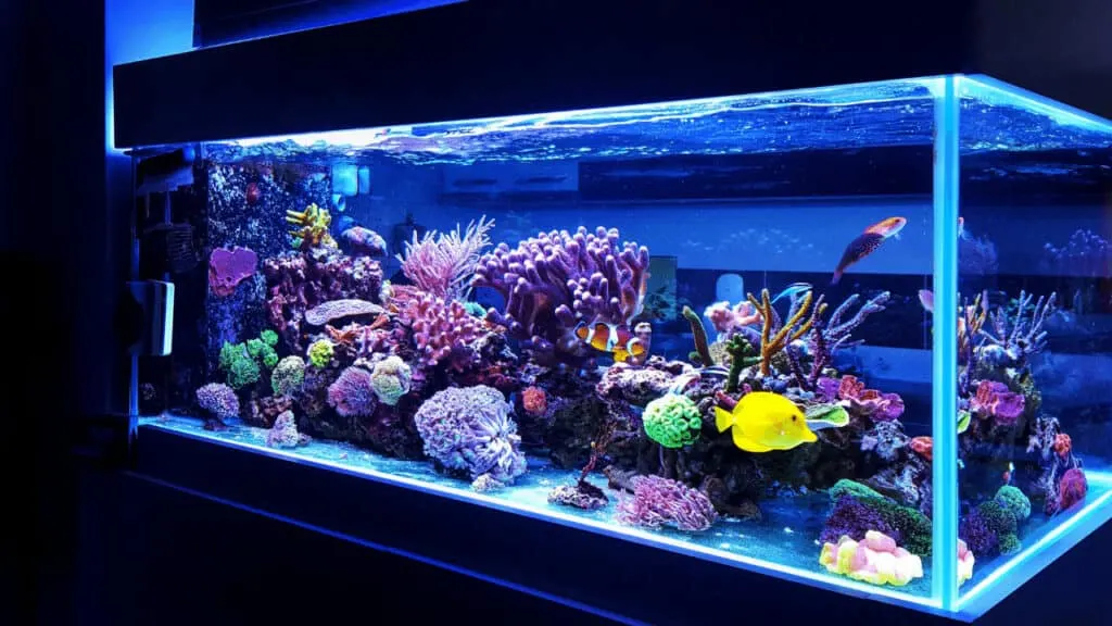 Can Aquarium Plants Grow with LED Lights?