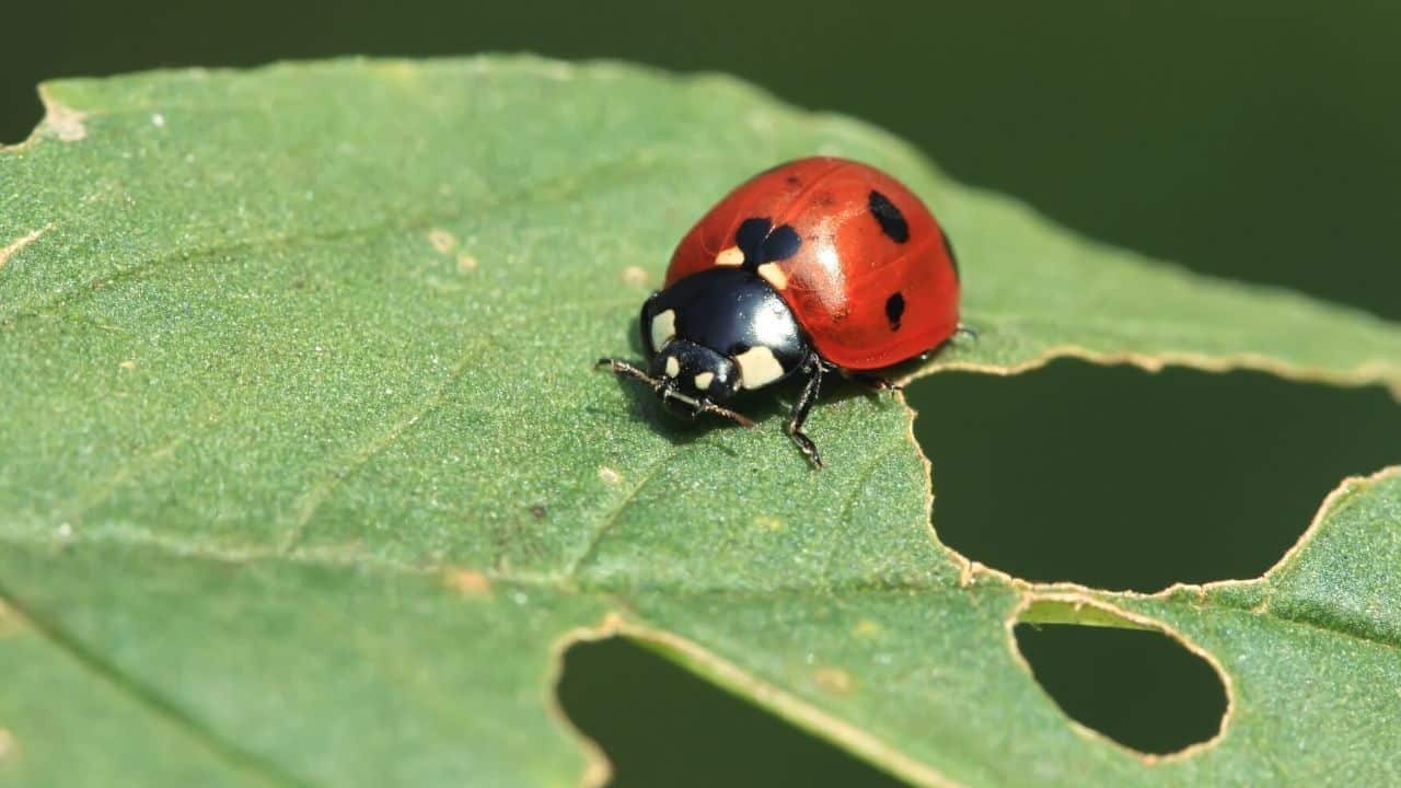 Ladybugs as Voracious Insect Eaters