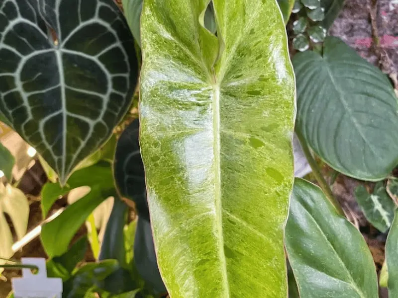 Leaf growing on my plant wall
