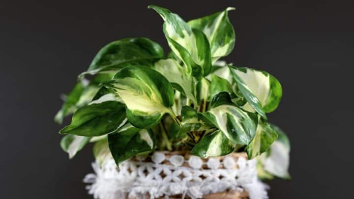 Manjula Pothos Care Guide — What You’ll Need to Know