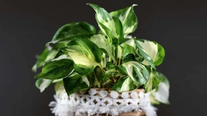 Manjula Pothos Care Guide &mdash; What You&rsquo;ll Need to Know