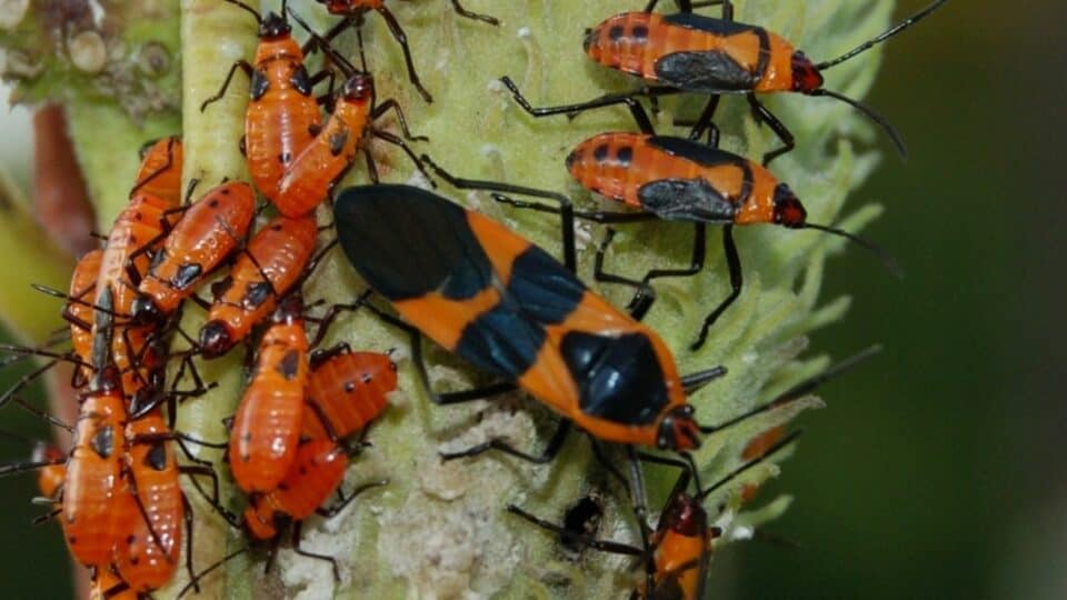 What are These Orange Bugs on my Plants? This!