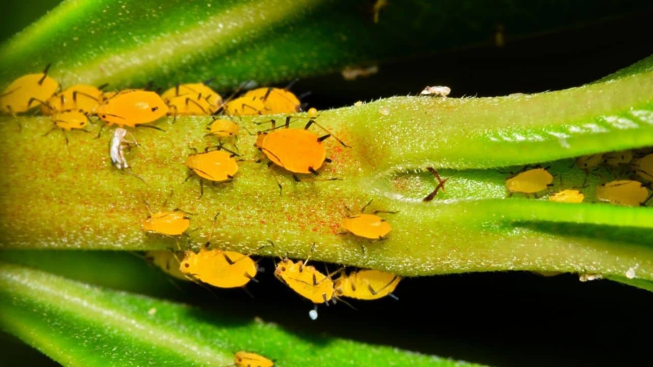 Oleander aphid, scientific name Aphis nerii Boyer de Fonscolombe