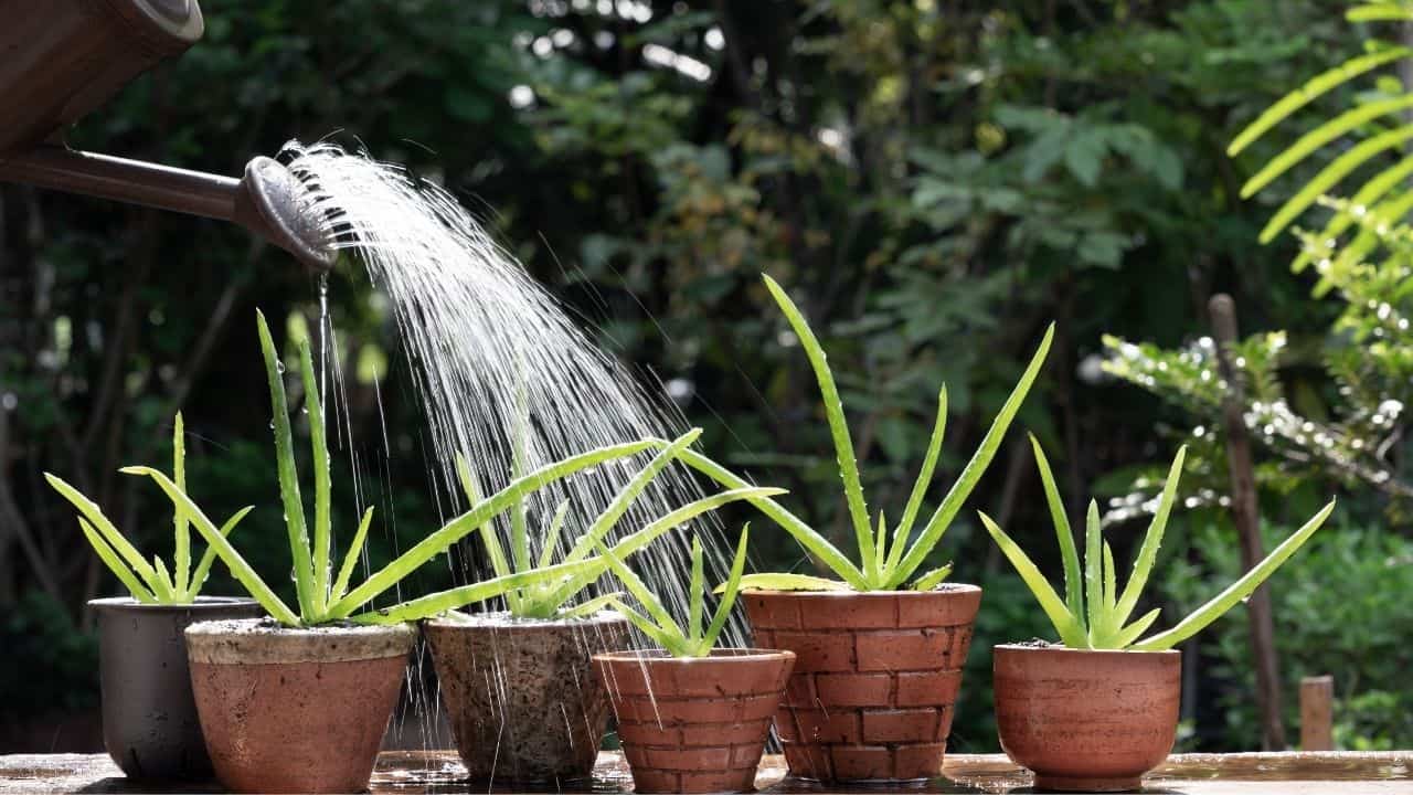 Over- and Underwatering Aloe Vera