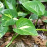 How to Save an Overwatered Pothos — Top Tips! 6