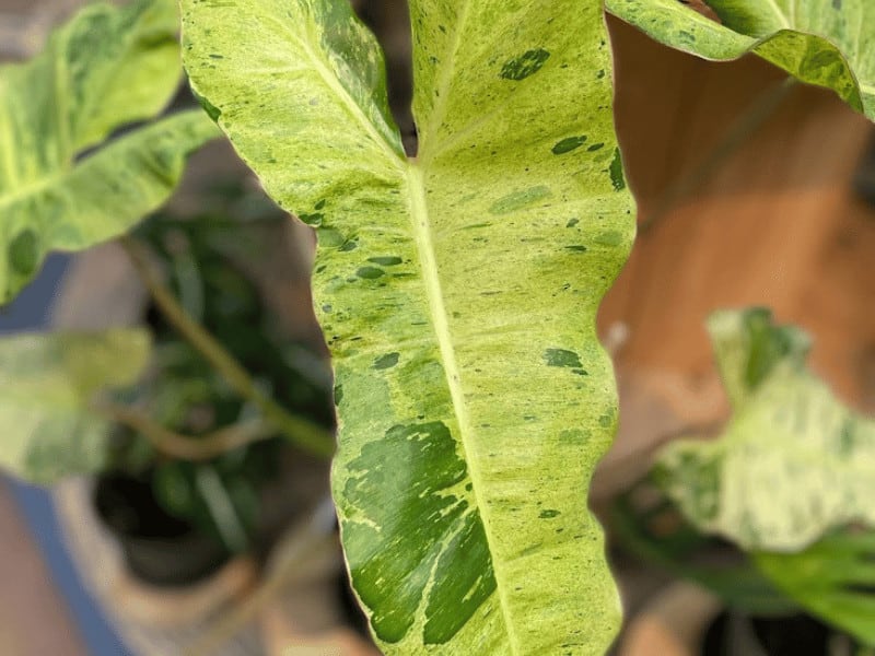Paraiso Verde leaf with green and yellow variegation