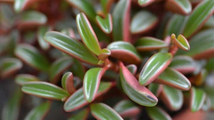 10 Peperomia Varieties — Come and See Them!
