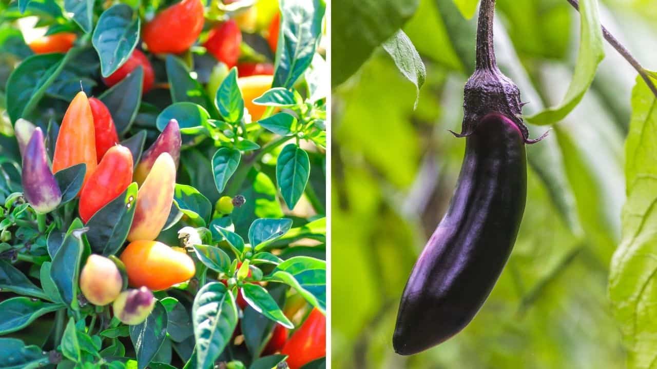 Peppers and Eggplants