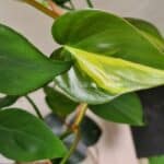 Philodendron Brasil Plant Care Guide