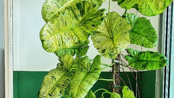 Philodendron Paraiso Verde Care — What You Should Know