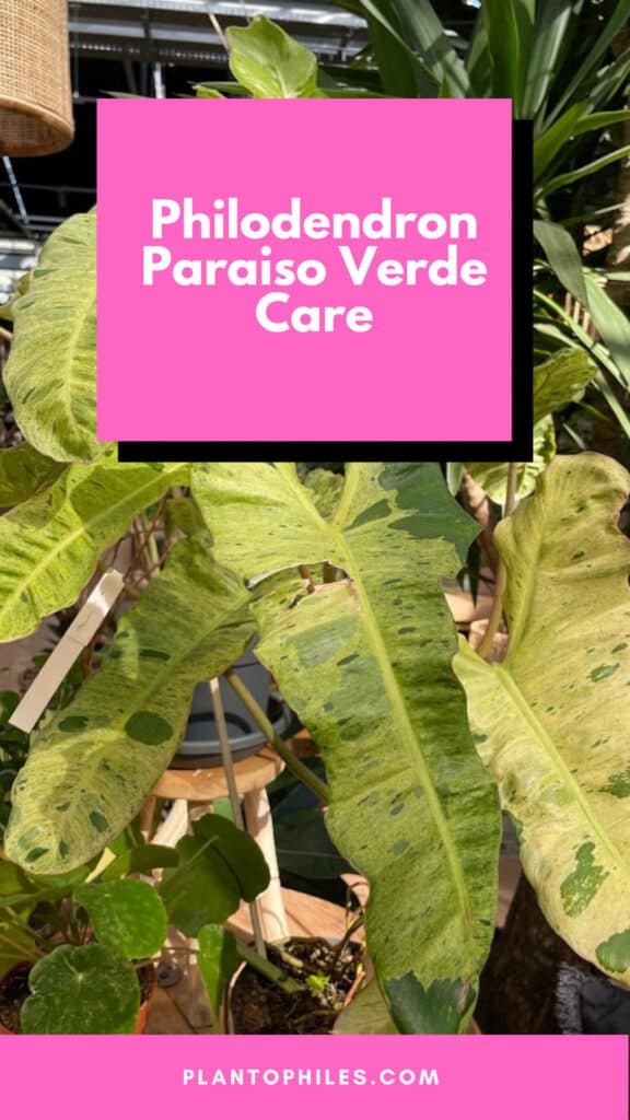 Philodendron Paraiso Verde Care