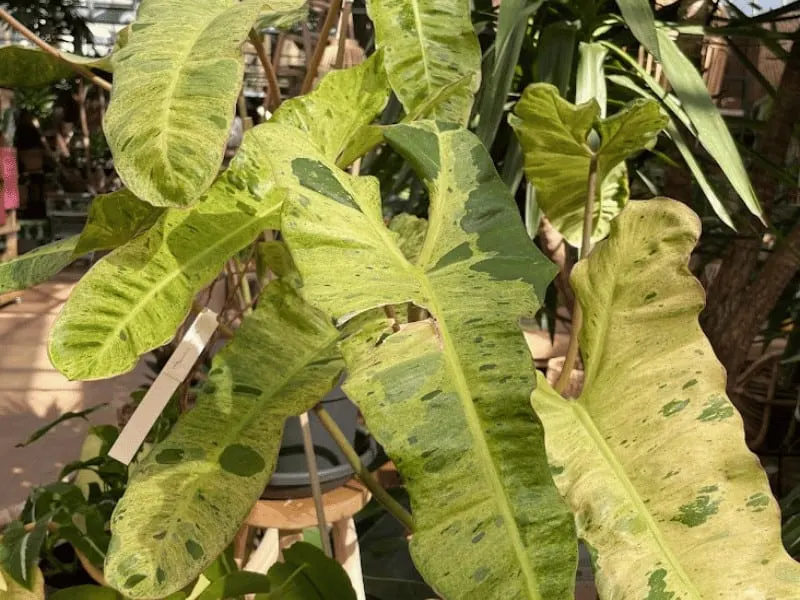 Philodendron Paraiso Verde