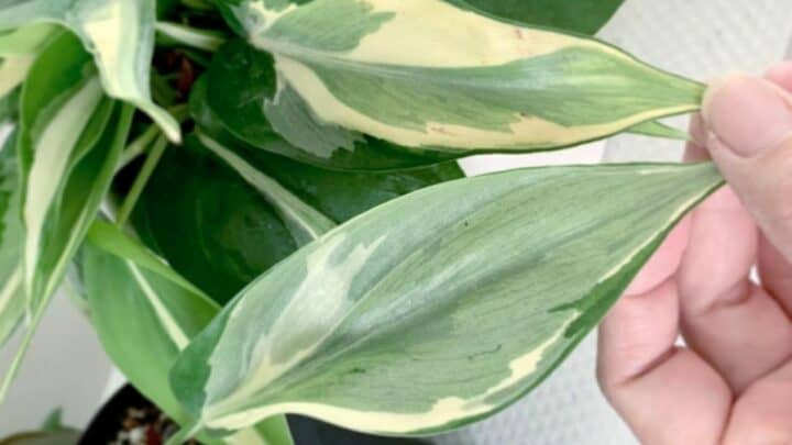 Philodendron Rio Care — Expert Tips!