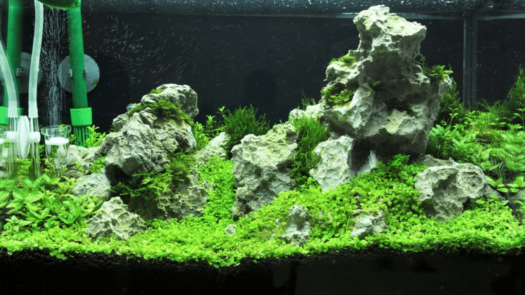 Can LED Lights Grow Aquarium Plants? The Definite Answer