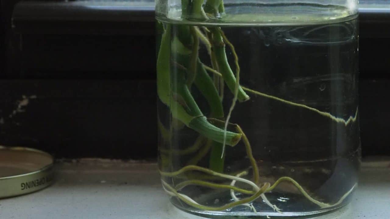 Pothos Cuttings in a Glass of Water