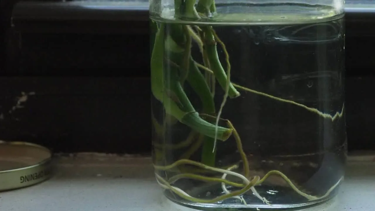 Pothos Cuttings in a Glass of Water