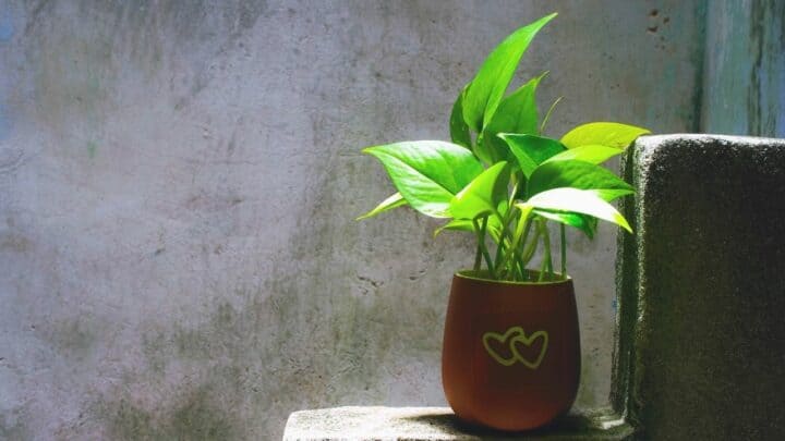 12 Pothos Varieties You Have To Know