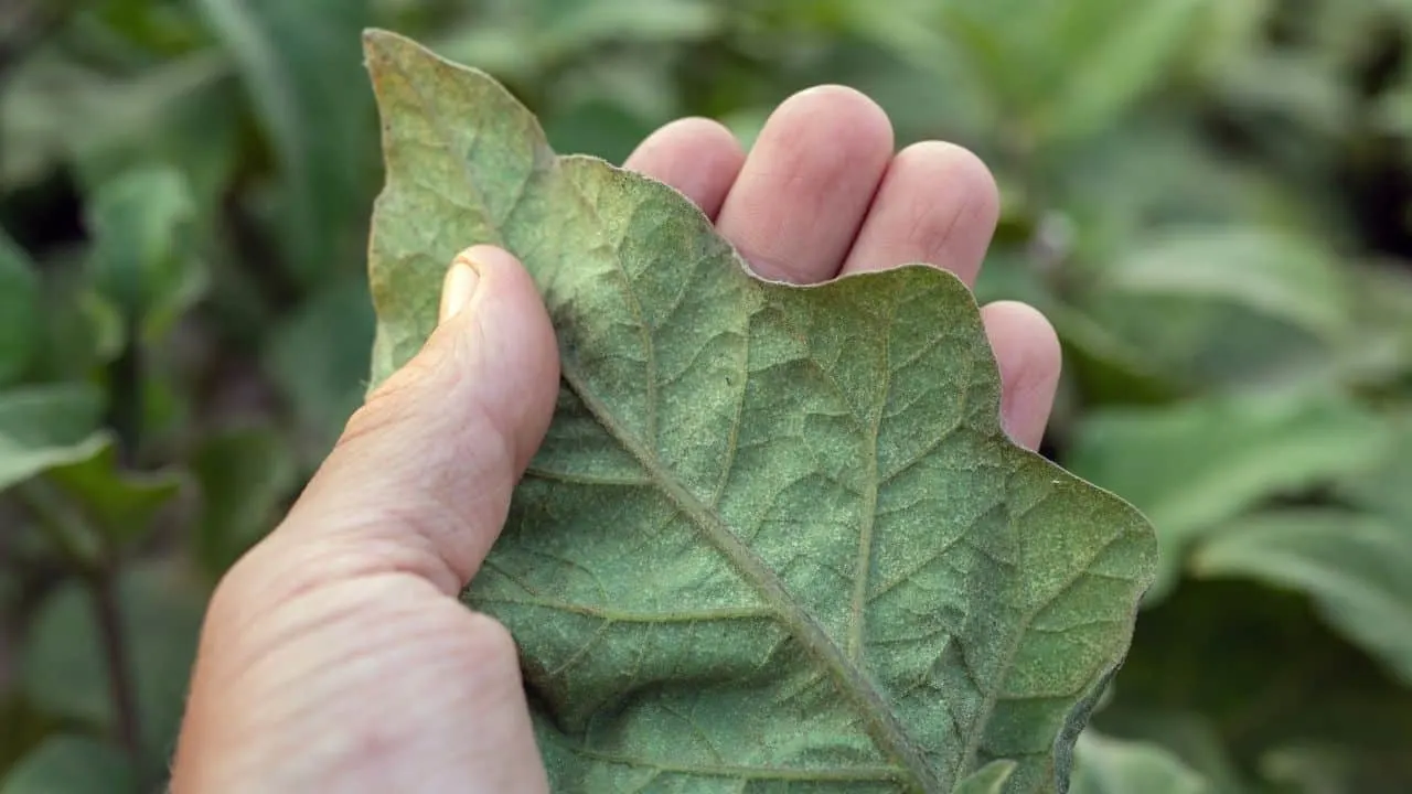 Removing spider mite-infested leaves