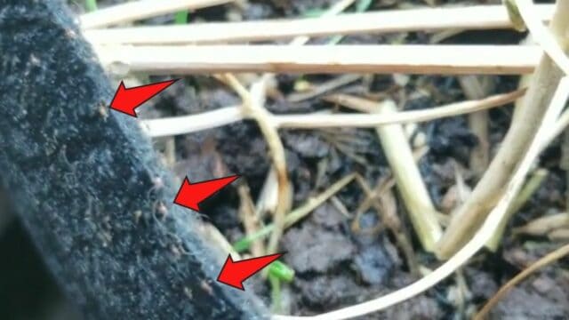 7 Small White Bugs You Need To Know — Gardeners Beware