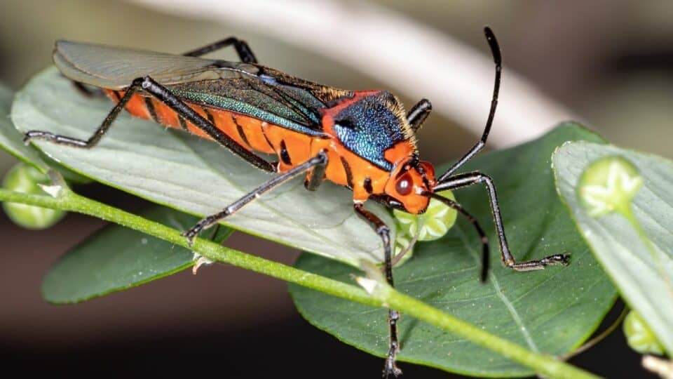 What are These Orange Bugs on my Plants? This!