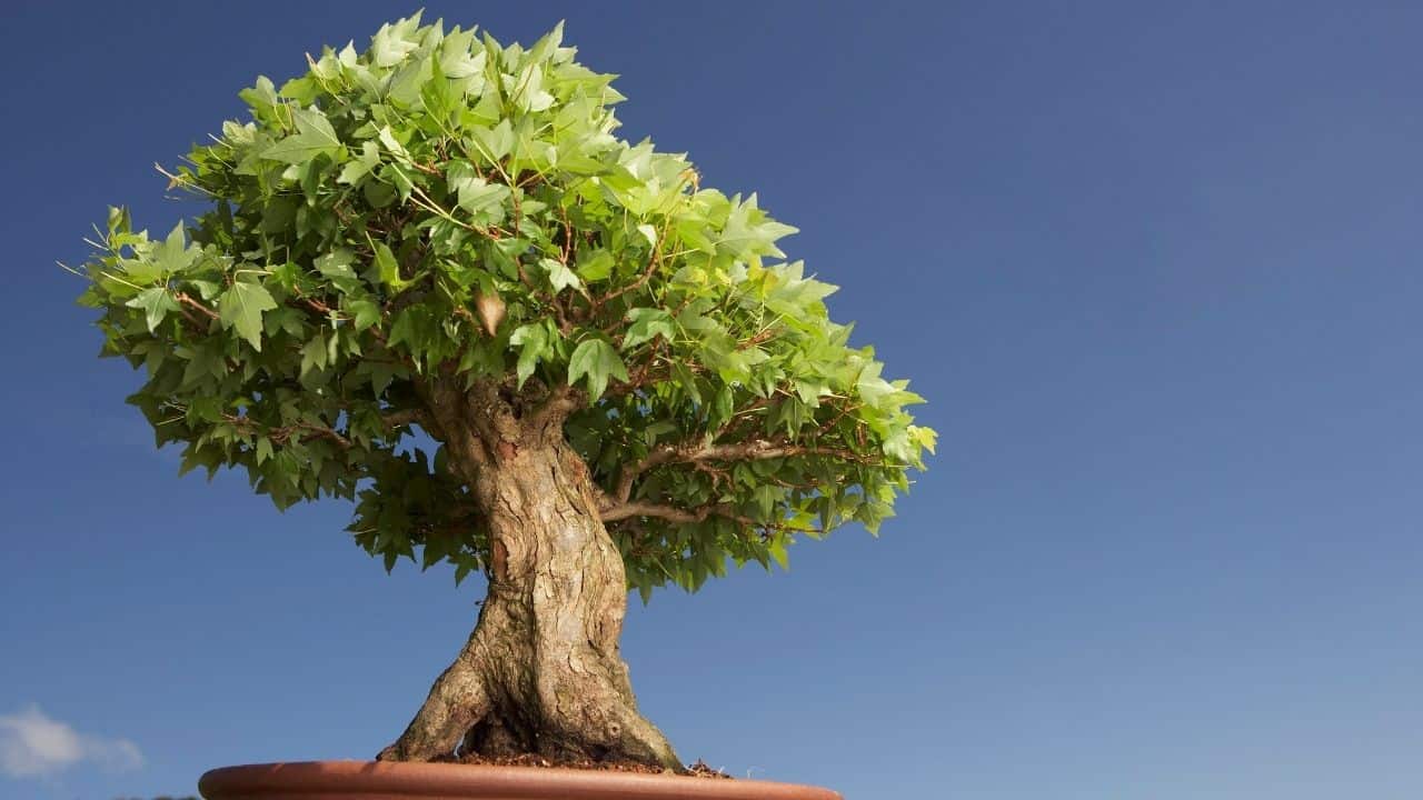 The Life Cycle of Bonsai Trees