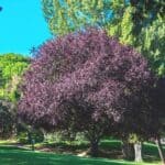 11 Stunning Trees with Purple Leaves — So Royal-Looking! 5