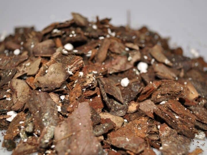 Using Orchid Bark Pieces for Philodendron Brasil Soil Mix