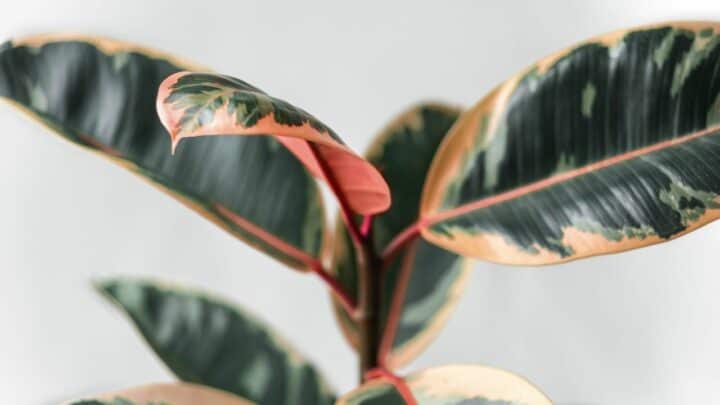 Variegated Rubber Plant Care — Top Tips!