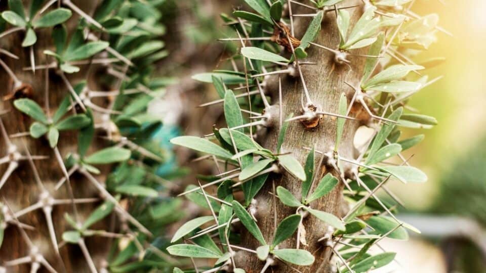 What Are Some Of The Trees That Have Spikes On Them Whoah   What Are Some Of The Trees That Have Spikes On Them 960x540 