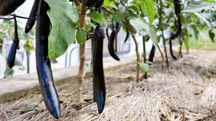 What are These Little White Bugs on my Eggplant? Oh!