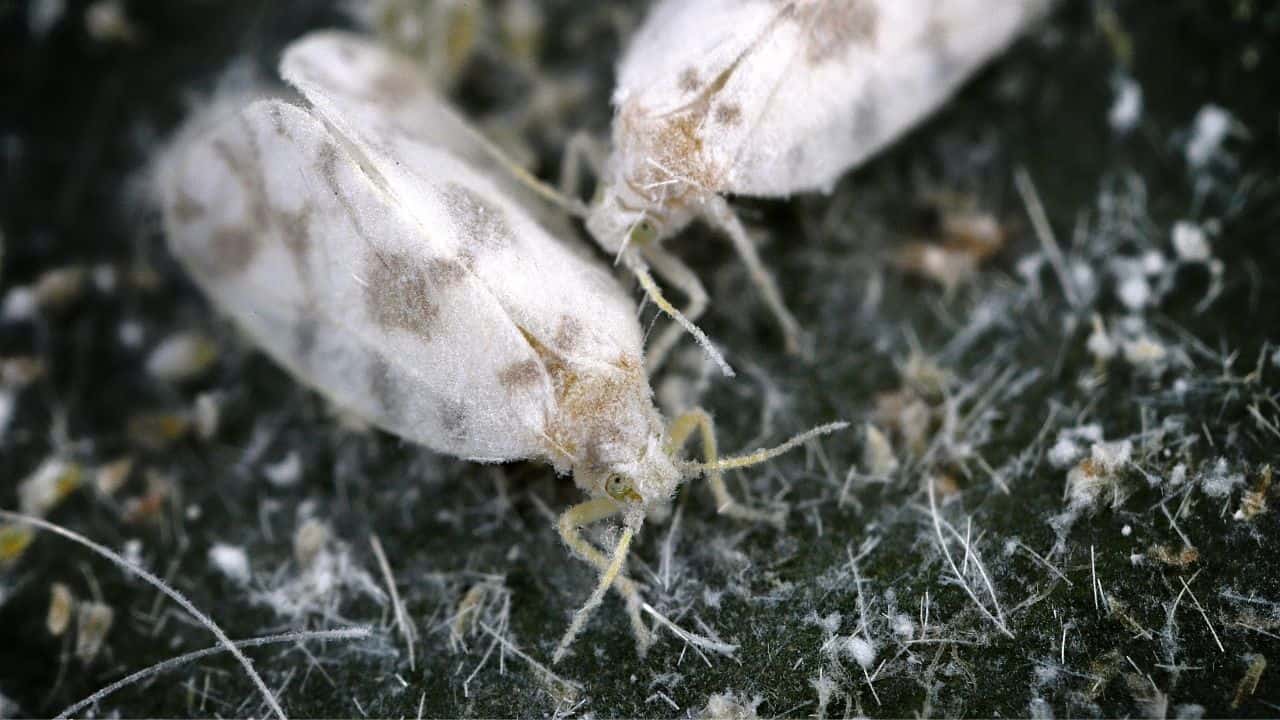 Why Whiteflies Attack my Plants