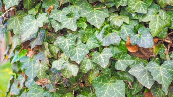 Why is my Ivy Losing its Leaves? Top Reasons to Check!