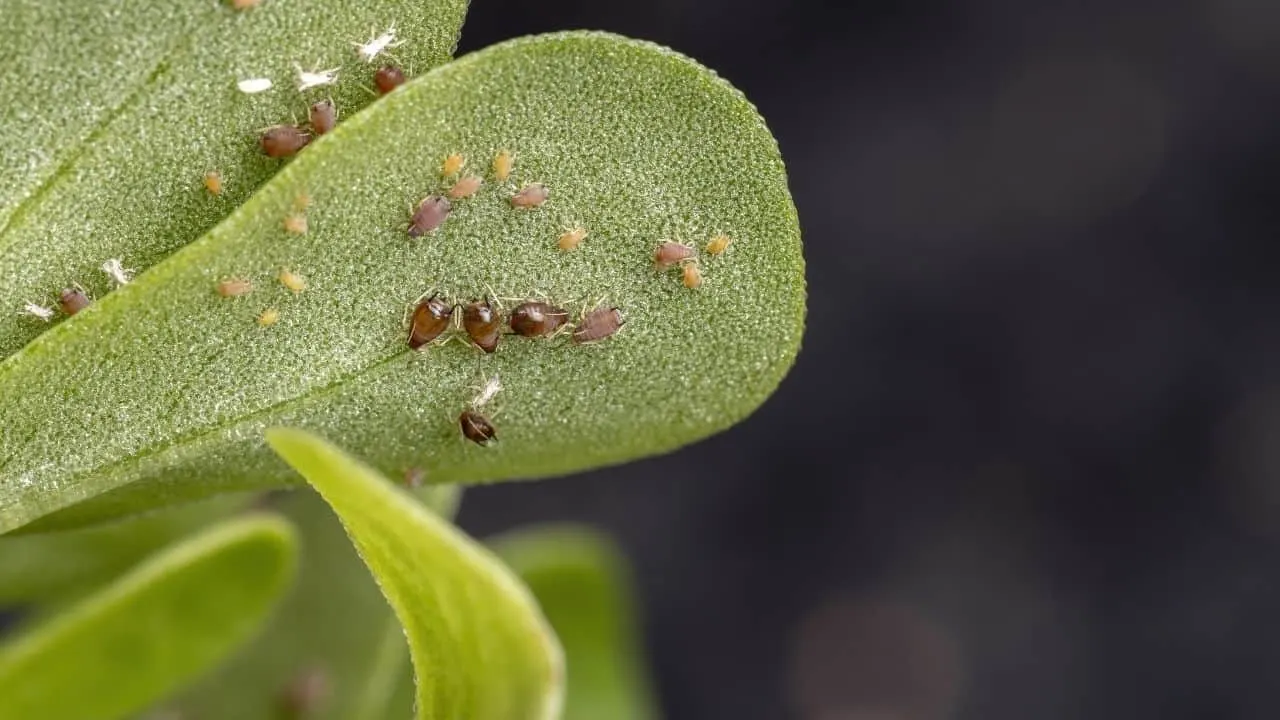 brown citrus aphid (Toxoptera citricida)