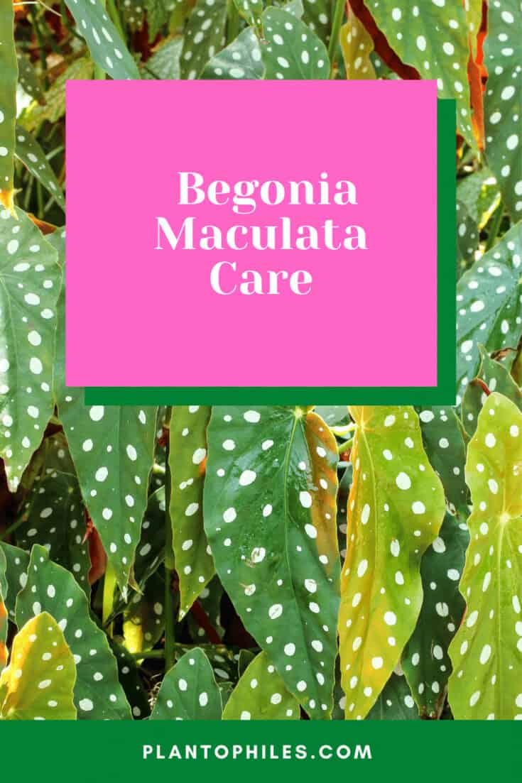 Begonia Maculata Care