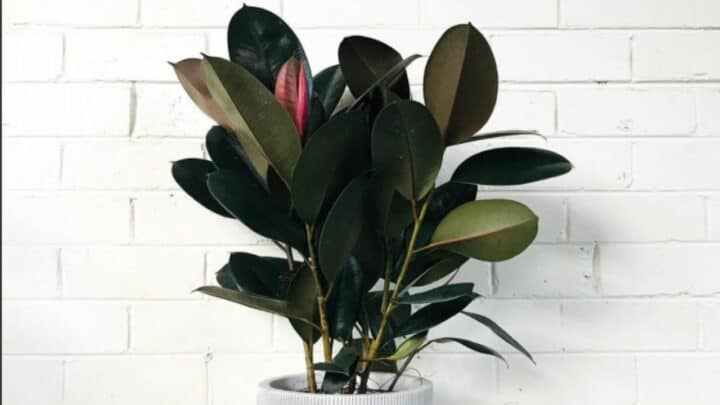 Burgundy Rubber Plant Care — Great Tips!