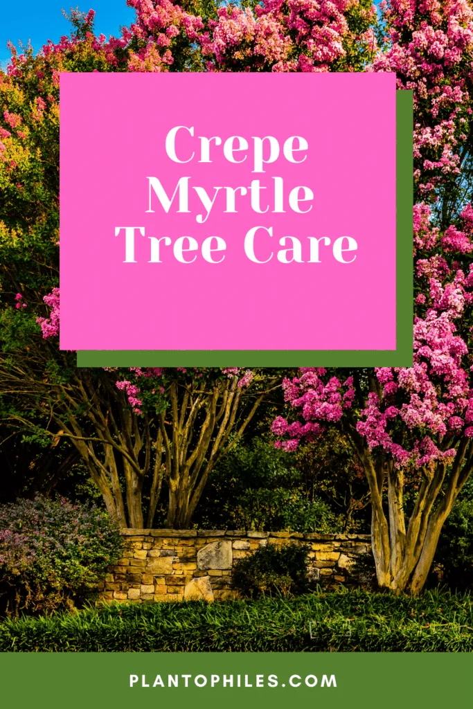 Crepe Myrtle Tree Care