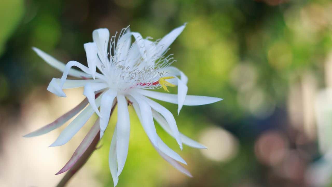 Epiphyllum oxypetalum Bloom