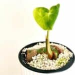 Philodendron McDowell Care