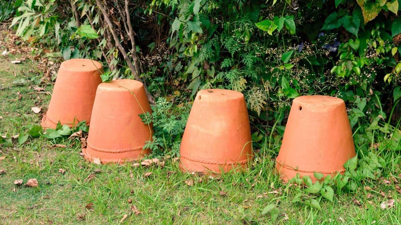 Pots with Drainage Holes for Jessenia Pothos