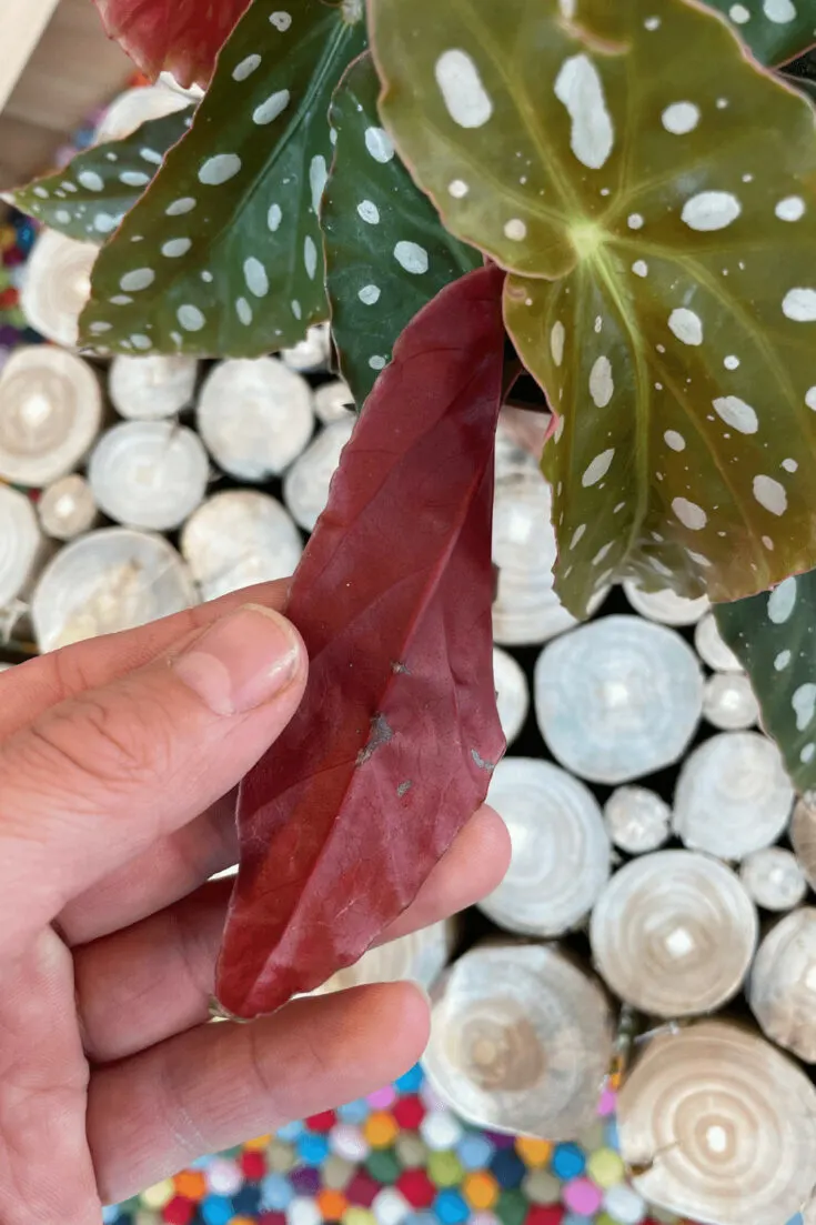 The underside of Begonia maculata leaves is completely red