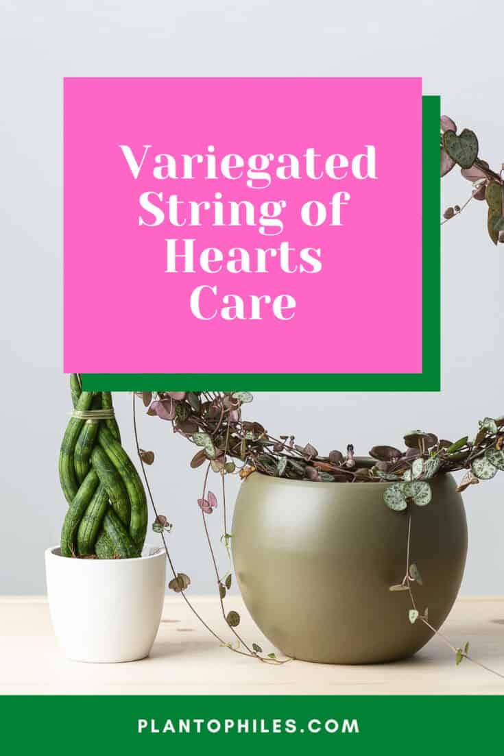 Variegated String of Hearts Care